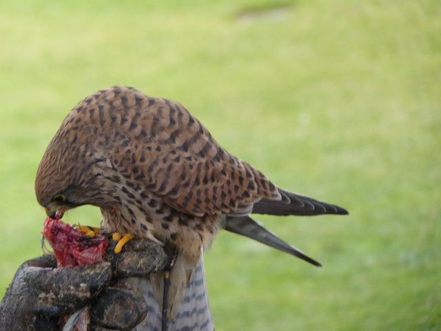 No s'ha trobat l'arxiu